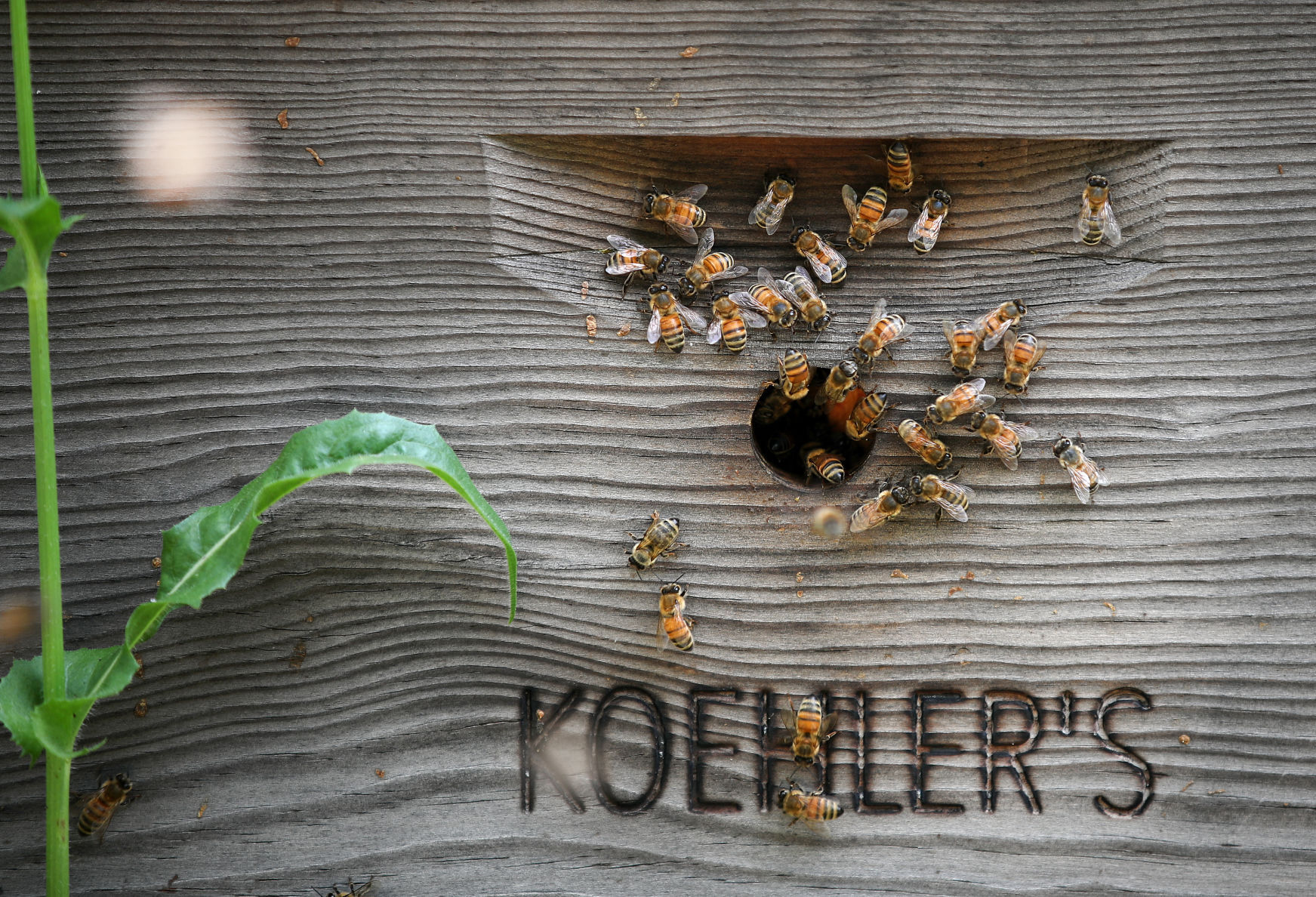JVG_210701_BEES04